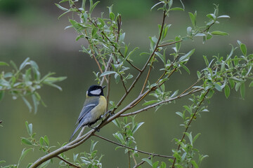 great tit on the branch