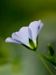 A beautiful pale purple flower seen against a blurred background © chris