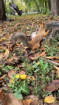 Park squirrel summer autumn