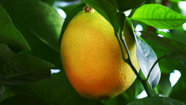 Ripe orange fruit hanging on tree with leaves in the citrus garden plantation close up