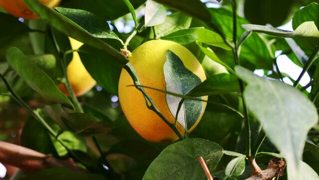 Ripe orange fruit hanging on tree with leaves in the citrus garden plantation close up