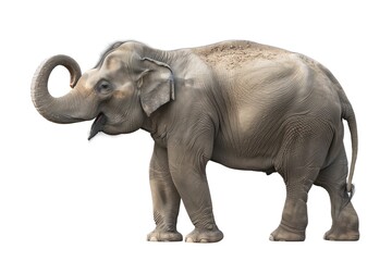 Obraz premium Asian Elephant Standing Upright with Raised Trunk on White Background