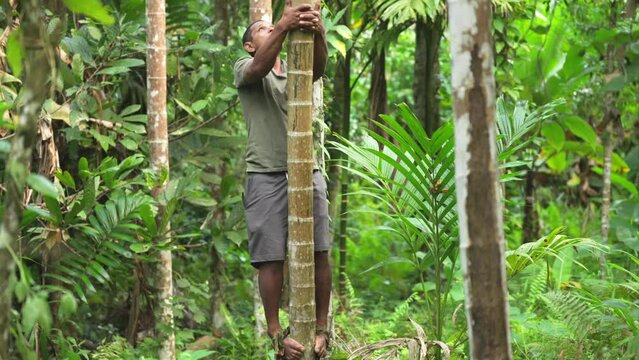 Southeast asian farmer climbing areca palm tree for harvesting nut, traditional farming asia