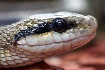 Gros plan menaçant d'une tête de serpent