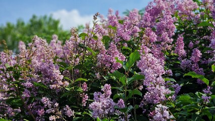 Obraz premium Branches with Lilac flowers and green leaves, in the garden.