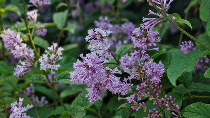 Branches with Lilac flowers and green leaves, in the garden.