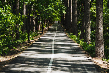 Obraz premium Dive into the serene woodland pathway, surrounded by lush greenery, perfect for outdoor enthusiasts and nature lovers seeking peace and tranquility in a natural setting