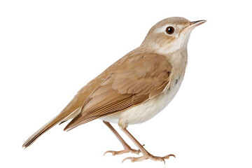 Fototapeta premium Close-up of a Nightingale Isolated on White Background