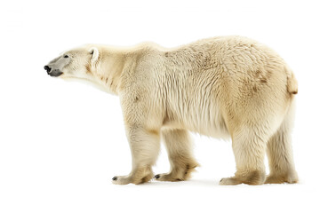 Fototapeta premium Polar Bear Standing Alone on White Background