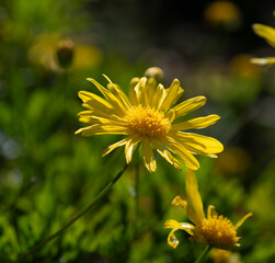 Fleur d'Anth&eacute;mis jaune dans un jardin en Bretagne