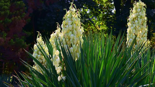 Green Yucca gloriosa plants with white flowers in the garden in summer