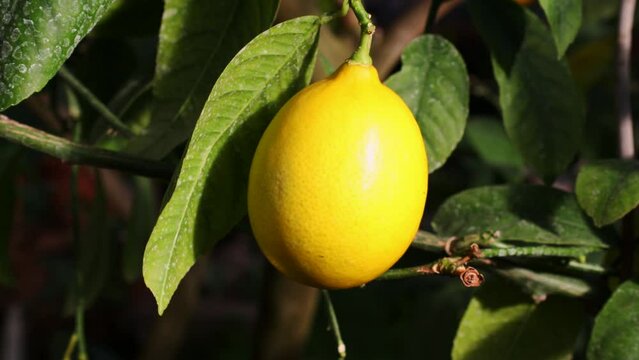Yellow ripe lemons hanging on tree with leaves in the citrus garden plantation close up