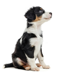 Cute Puppy Sitting in Side View on White Background