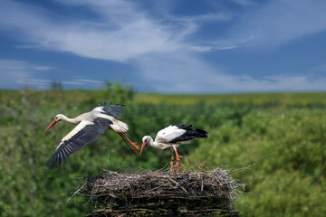 Abfliegender Storch vom Nest