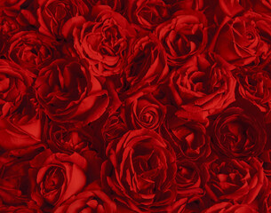 Natural background of rose petals
