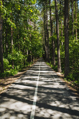 Fototapeta premium A winding road meanders through a dense forest, displaying vibrant foliage, towering trees, and stunning vistas, crafting a captivating natural landscape for all to enjoy
