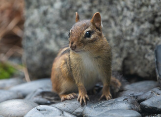 Obraz premium Closeup of an Eastern Chipmunk