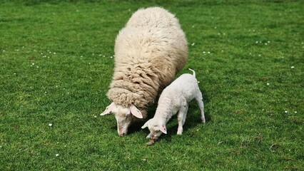 Mother sheep and her lamb grazing on a green vield, on a sunny day in spring.