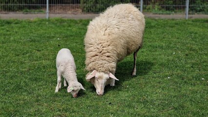 Fototapeta premium Mother sheep and her lamb grazing on a green vield, on a sunny day in spring.