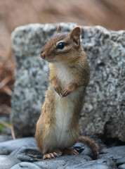 Vertical Closeup of an Eastern Chipmunk