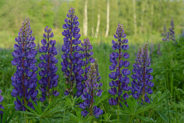 Fototapeta premium Field with lupine flowers. Life in harmony with Nature. Meadow flowers and herbs. Purple and green. Cropped scene. Close-up scene. 