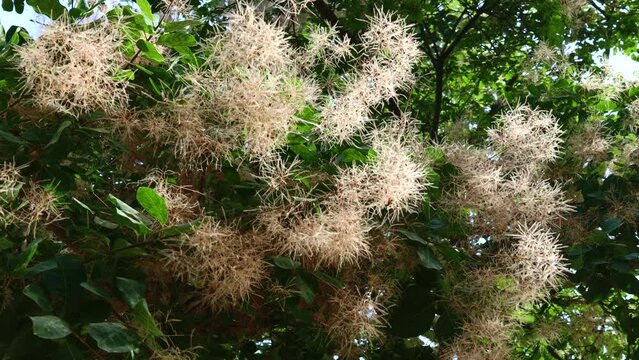 Сotinus Сoggygria (Rhus cotinus, European smoketree, Eurasian smoketree, smoke tree, smoke bush, Venetian sumach, or dyer's sumach) branches with leaves in the garden in summer