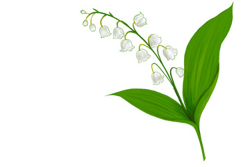 Lily of the valley flower watercolor