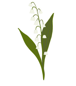 white lily of the valley