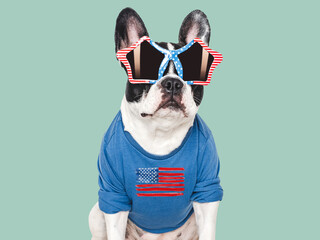 Cute puppy, sunglasses and American Flag. Closeup, indoors. Studio shot. Congratulations for...