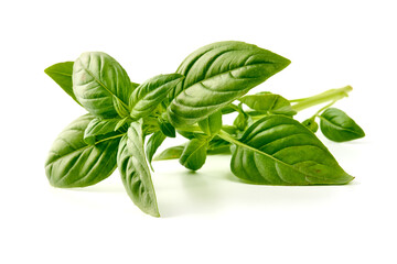 Obraz premium Fresh organic Basil Leaves, isolated on white background