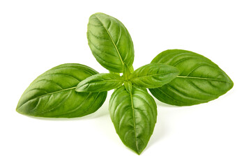 Raw Green Organic Basil leaves, isolated on white background