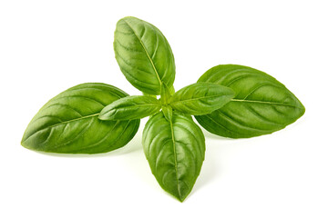 Raw Green Organic Basil leaves, isolated on white background