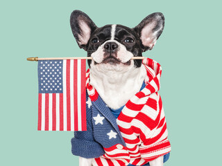 american, flag, dog, independence, day, puppy, french, bulldog, greeting, card, usa, us, white, black, cute, sweet, t-shirt, french bulldog, congratulation, funny, big, ears, shirt, america, pattern, 