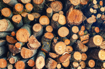 Cut branches are piled up for lighting furnace