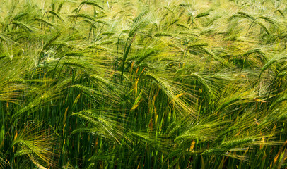 Barley in a windy field, Grounds Farm,Grove Lane, Wishaw, Sutton Coldfield England, UK © Ian