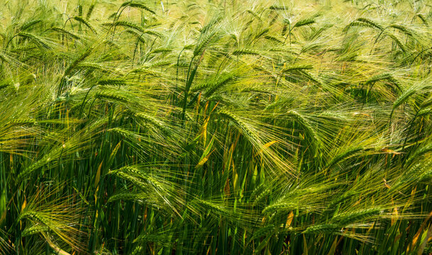 Barley in a windy field, Grounds Farm,Grove Lane, Wishaw, Sutton Coldfield England, UK