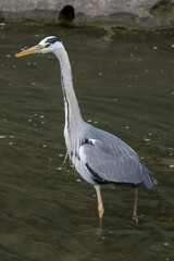 View on a Grey heron sitting on the La Meurthe river in Nancy.