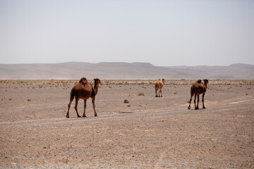 Wild dromedaries roaming the desert