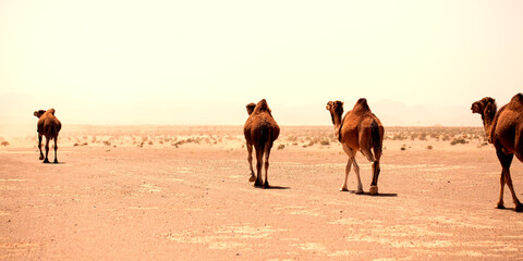 Wild dromedaries roaming the desert