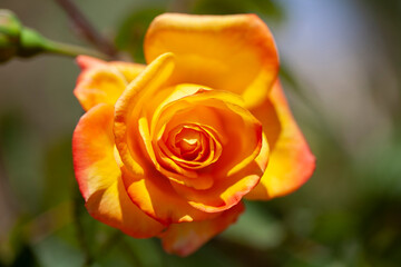 Yellow rose on a green background