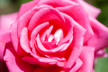 Pink rose closeup. Outdoor location.