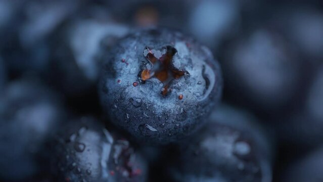 Close up of fresh blueberries with drops of water. 
