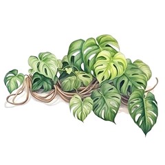 Illustration of vibrant Monstera leaves in various shades of green and yellow, showcasing the plant's distinct patterns and textures.