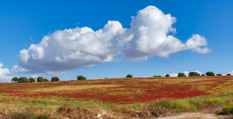 Picturesque rural landscape with vibrant wildflowers