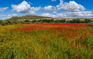 Vibrant poppy field with scenic landscape