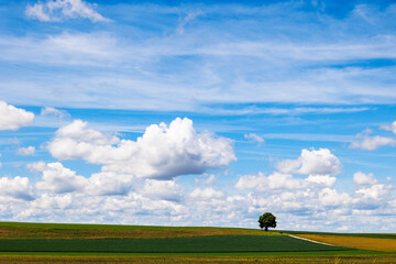 Cumulus clouds in a blue sky over a meadow