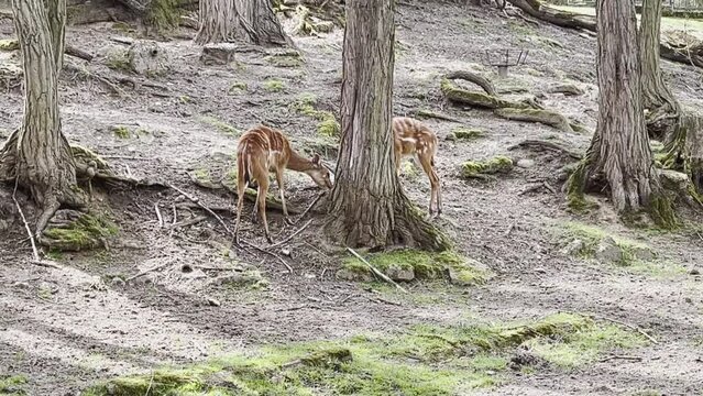 Sitatunga or marshbuck (Tragelaphus spekii). Swamp-dwelling antelope is walking on zoo