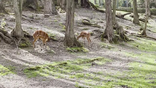 Sitatunga or marshbuck (Tragelaphus spekii). Swamp-dwelling antelope is walking on zoo
