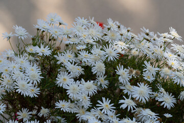 Magnifique Anthémis blanc dans un jardin en Bretagne