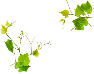 Grapevine with green leaves isolated on white. There is free space for text. Collage.
